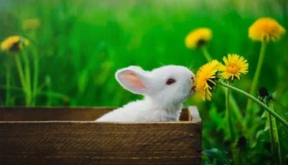 华体会手机在线-《王者荣耀》职业选手退役后的转型：直播、解说与幕后工作，王者荣耀kpl退役选手