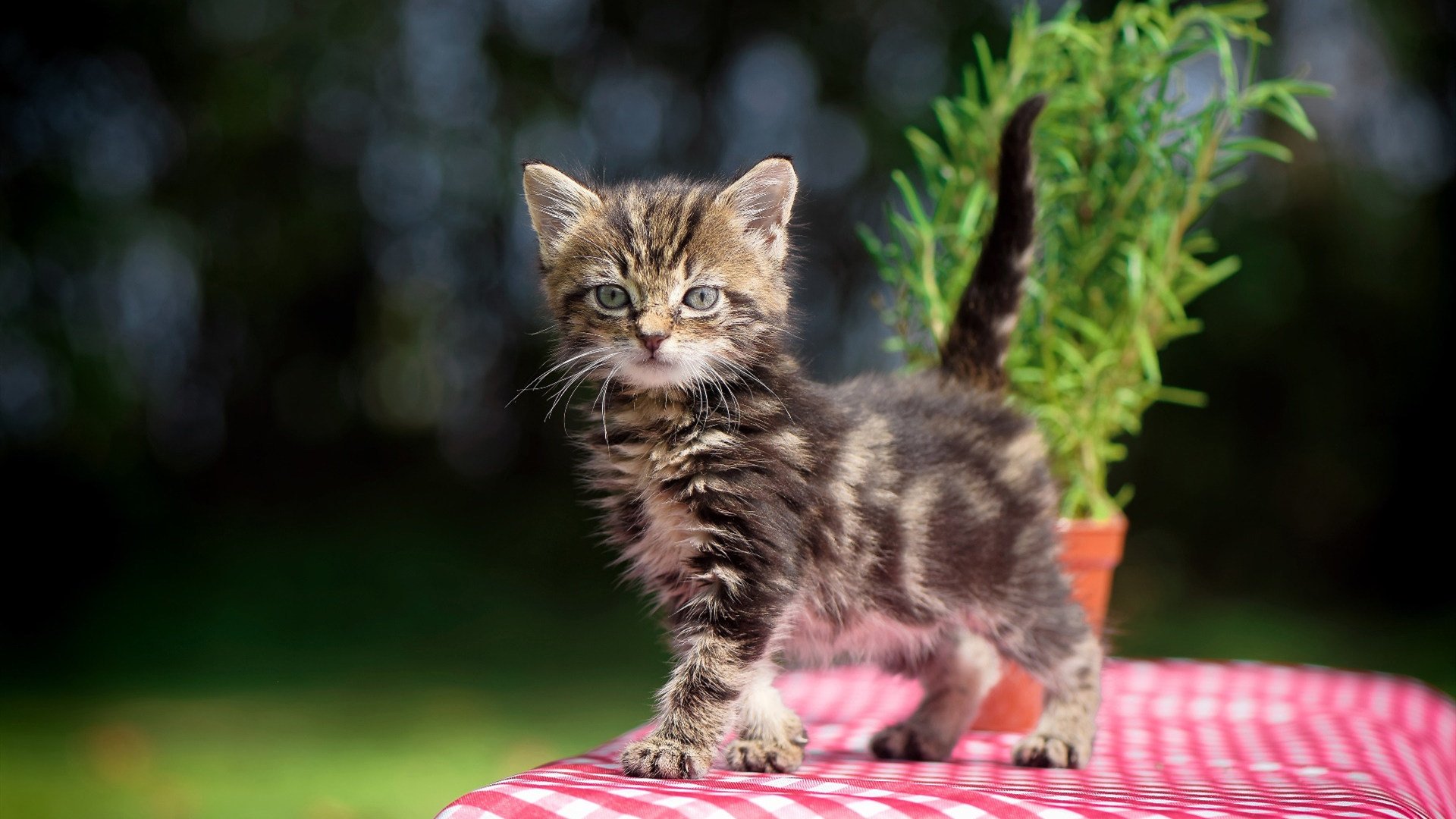 _新兴职业:网球运动解说员的职业生涯解析_,网球解说词