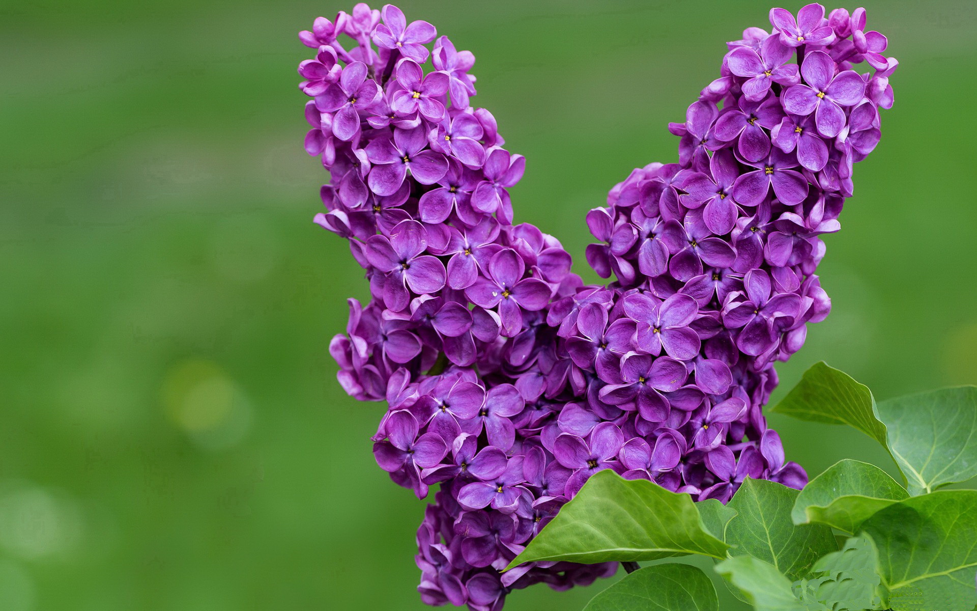 _环湖骑行节:骑车赏景,感受大自然_,骑自行车环湖游作文