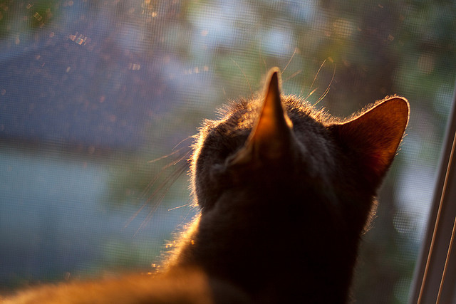 《全球电竞行业投资风向：资本关注的热门赛道》，电竞 投资