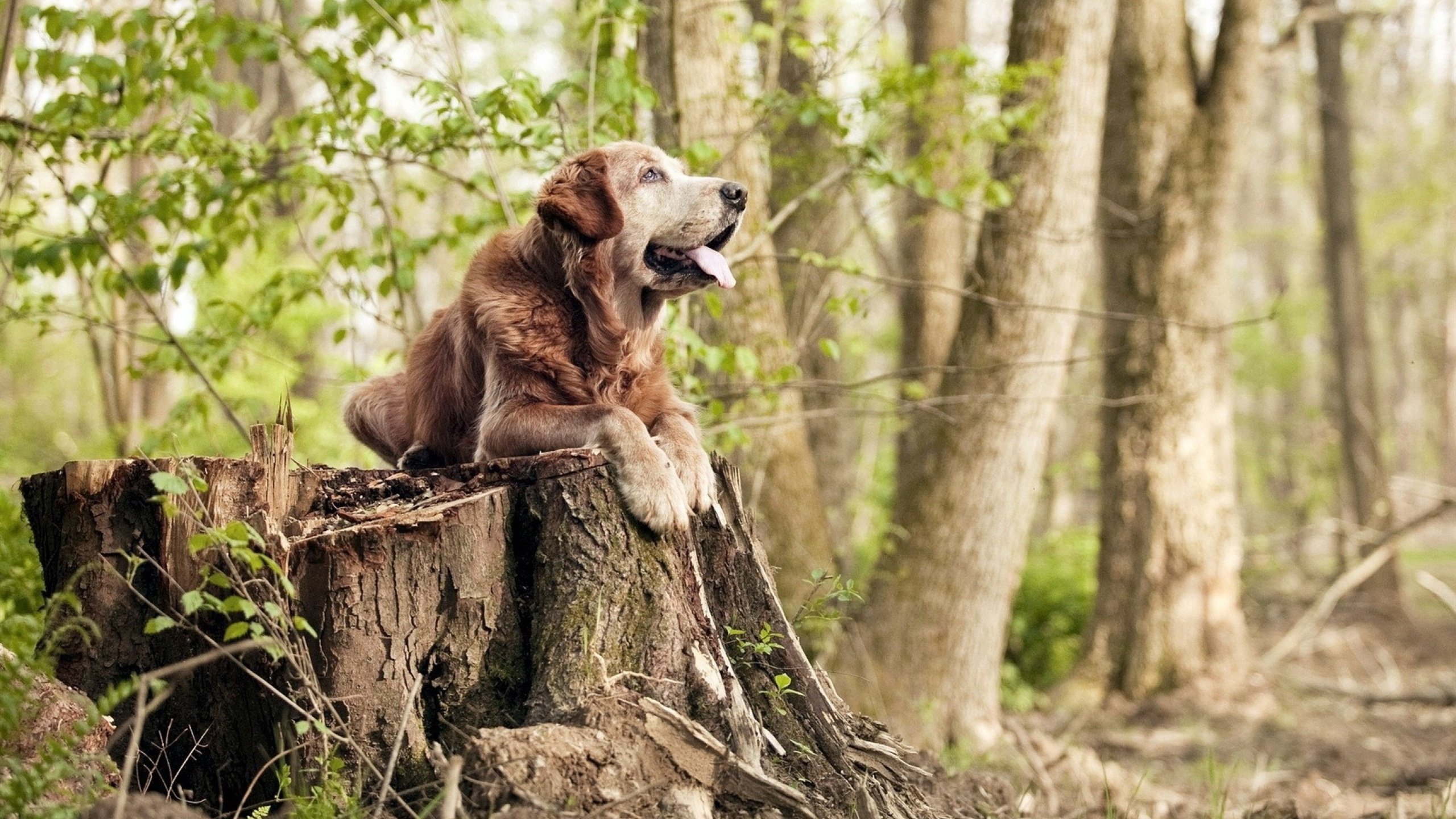 《精彩战队转会:多支顶级队伍阵容调整》,精彩来袭是什么意思
