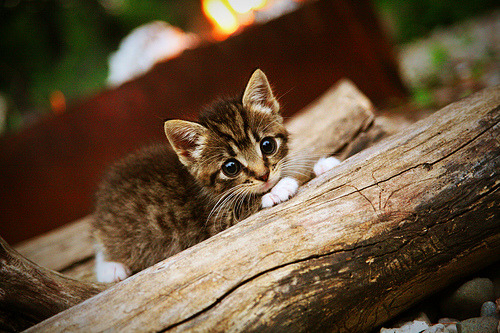 【心理战术】运动员如何利用战术迷惑对手?,运动员战术意识的含义和内容