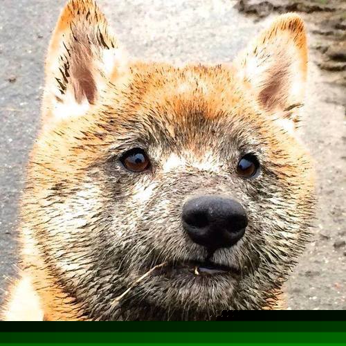 影响力不断升级：NBA在青少年篮球推广中的作用，篮球 青少年