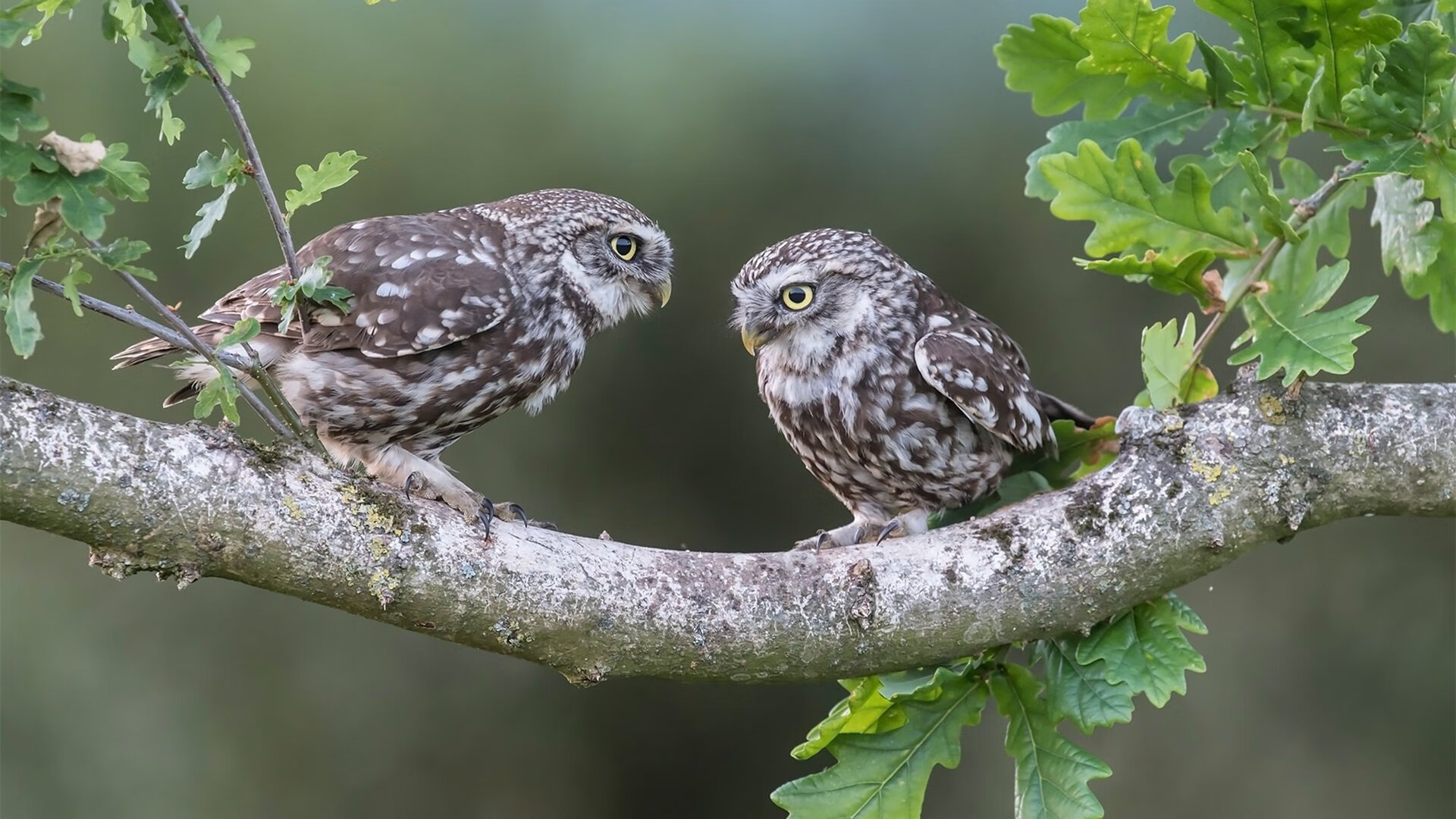 蒂亚姆表示：“这是我为之奋斗的梦想”，蒂亚姆啥意思