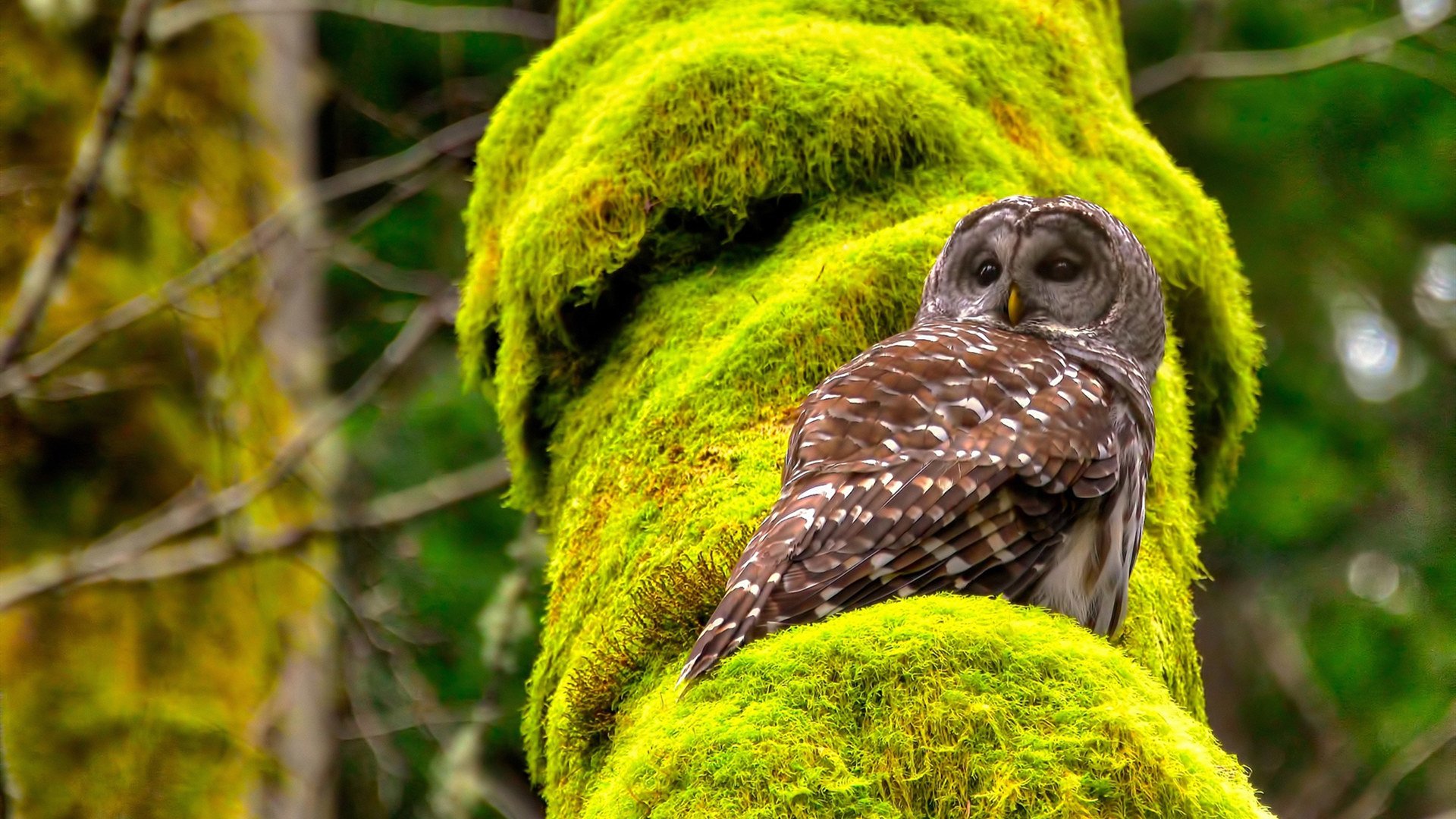Gen.G粉丝活动规模不断扩大，粉丝活动有哪些