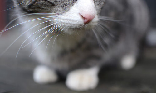 华体会hth官方网站下载-T1目标锁定LCK冠军，t1几个lck冠军