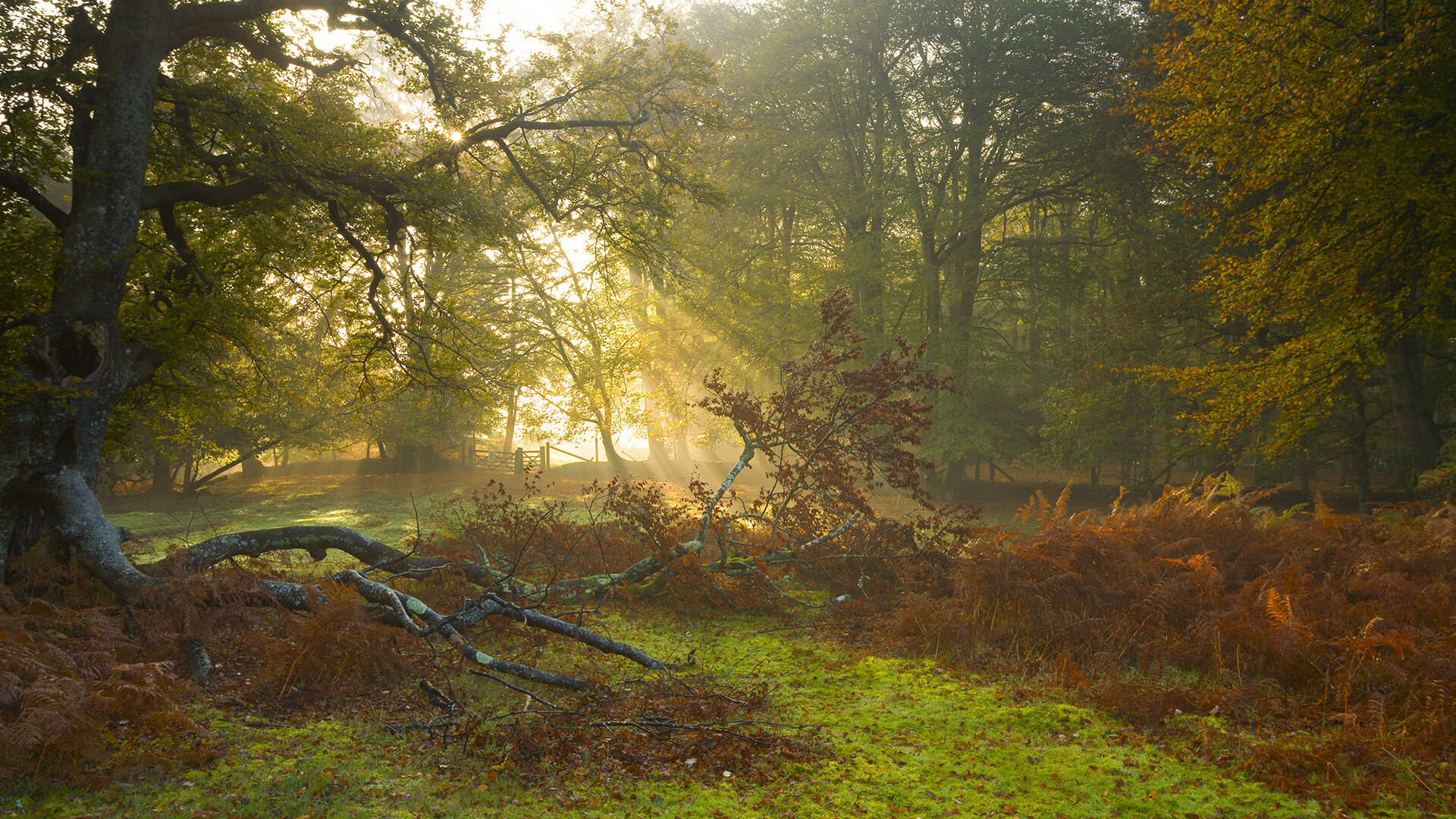 TL发布官方战队纪录片,tlg战队