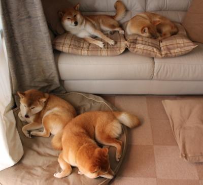 华体会hthapp下载-凯撒酋长球员伤愈复出，助力球队冲击冠军，凯撒king