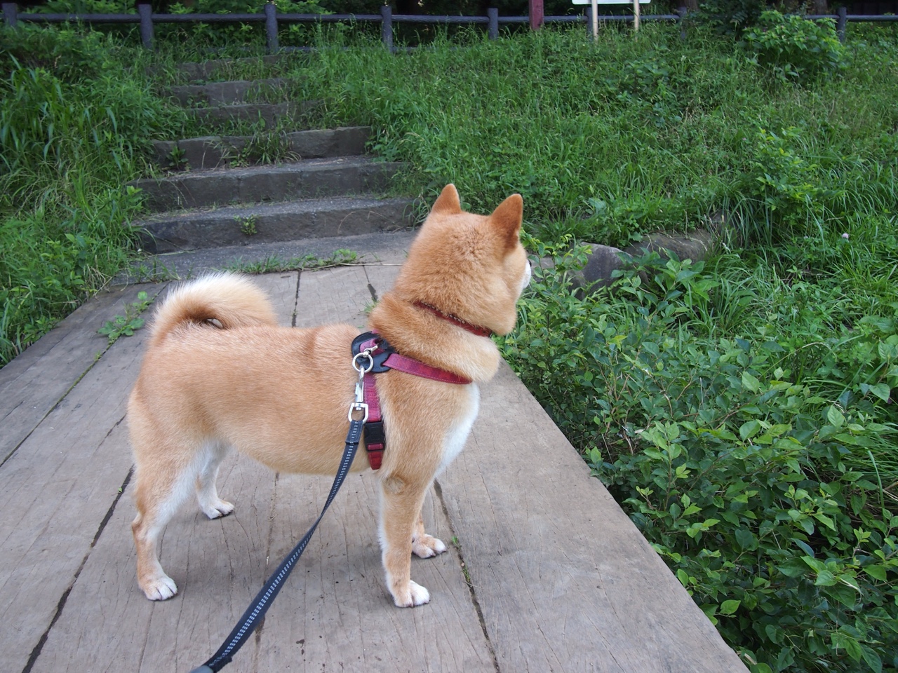 华体会登录入口-凯撒酋长备战南非联赛杯，力争夺冠，凯撒 足球