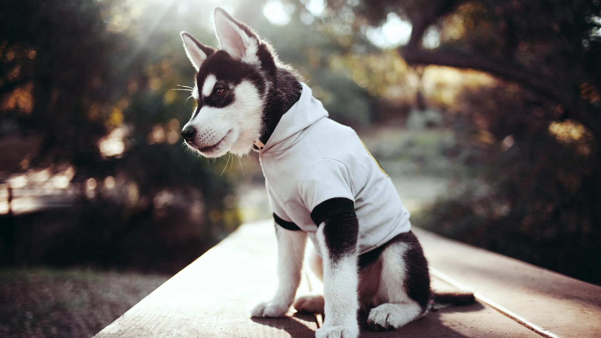 华体会hth-历史性电竞项目首次登陆奥运舞台，历史性电竞项目首次登陆奥运舞台的是谁