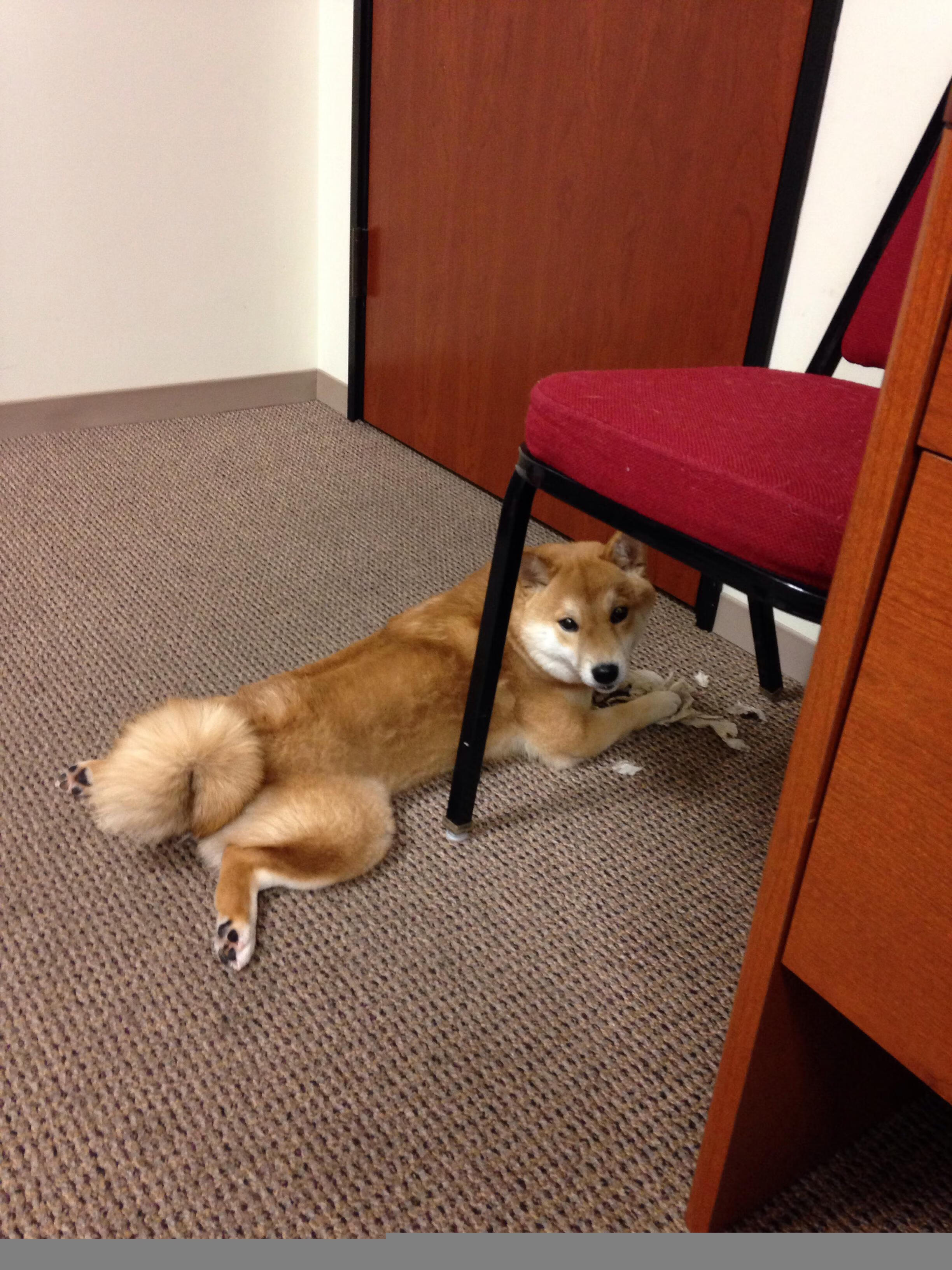 华体会手机网站-国王电竞战队挺进全球总决赛，国王队巅峰