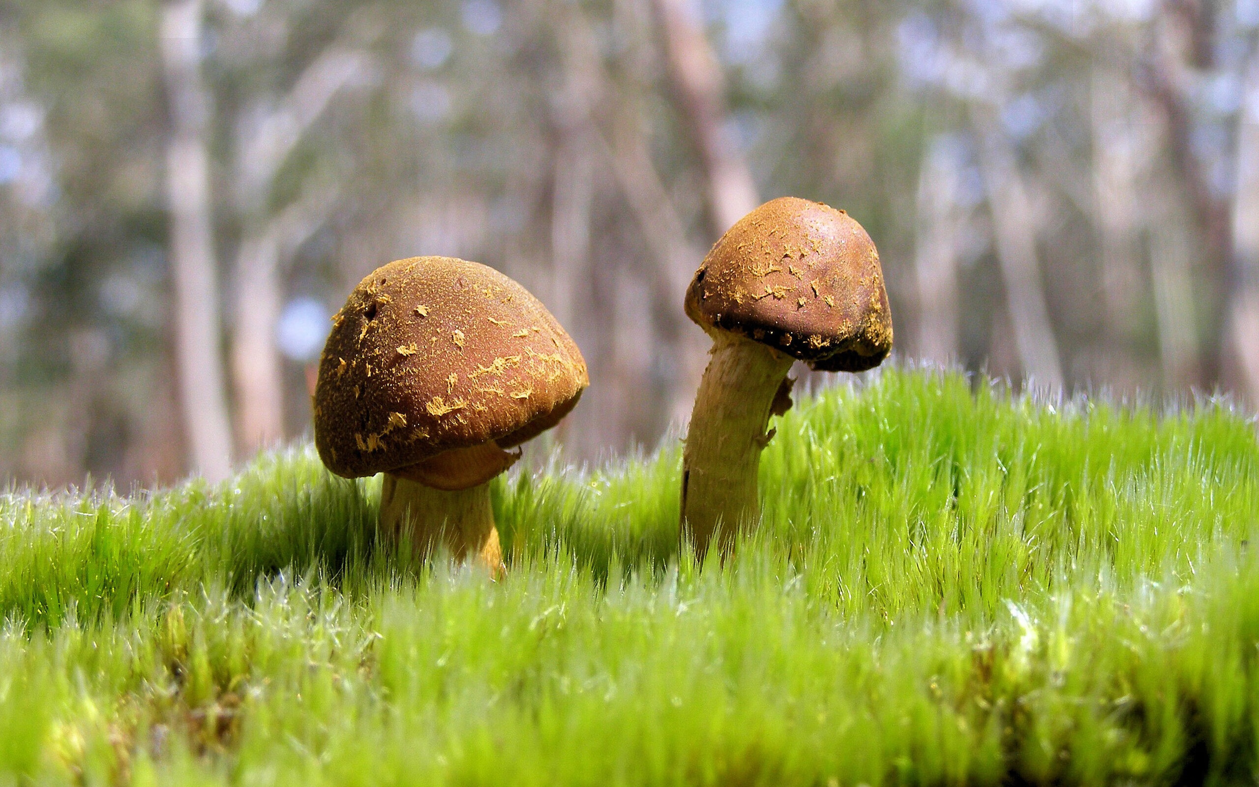 美国队前锋洛佩斯在巴黎奥运会上表现出色，洛佩斯奇才