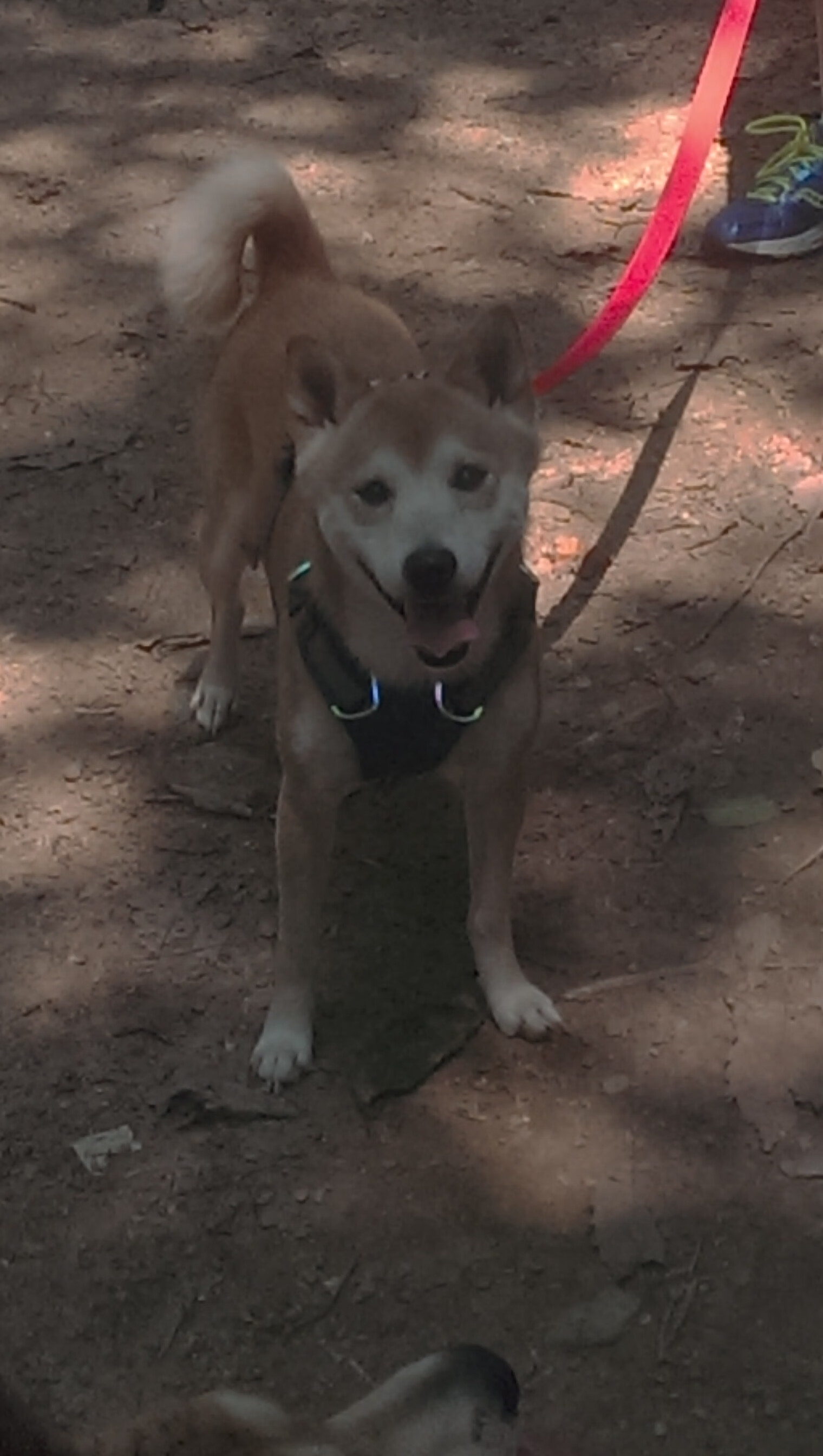 芬兰主场战胜拉脱维亚，提前出线成为实力派，芬兰战绩