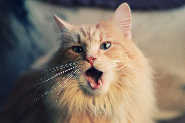 马德里竞技负于切尔西，遗憾告别欧冠，马德里竞技转会新闻