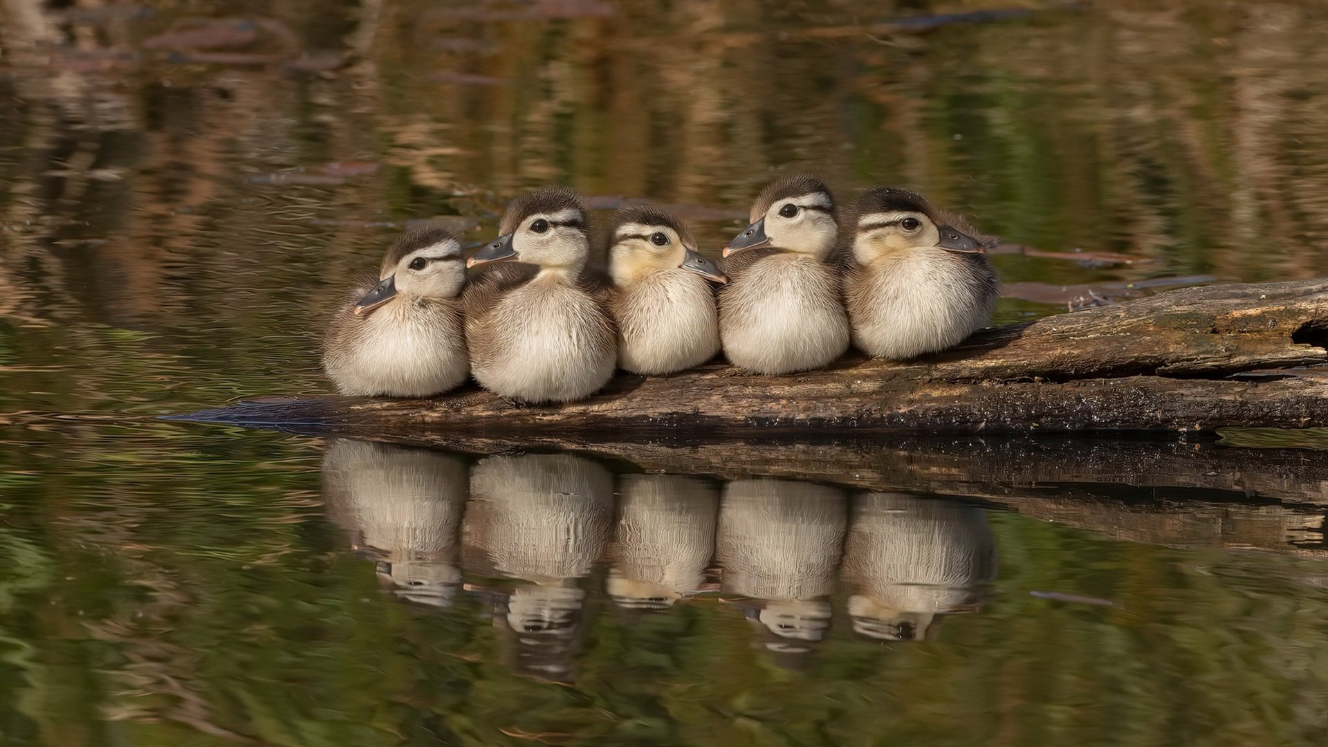 华体会hth官网-葡萄牙骑手吉尔贝托·费利佩在2024年全国工作马术锦标赛中以“Morante”马匹获得大师组冠军，展现出色表现。
