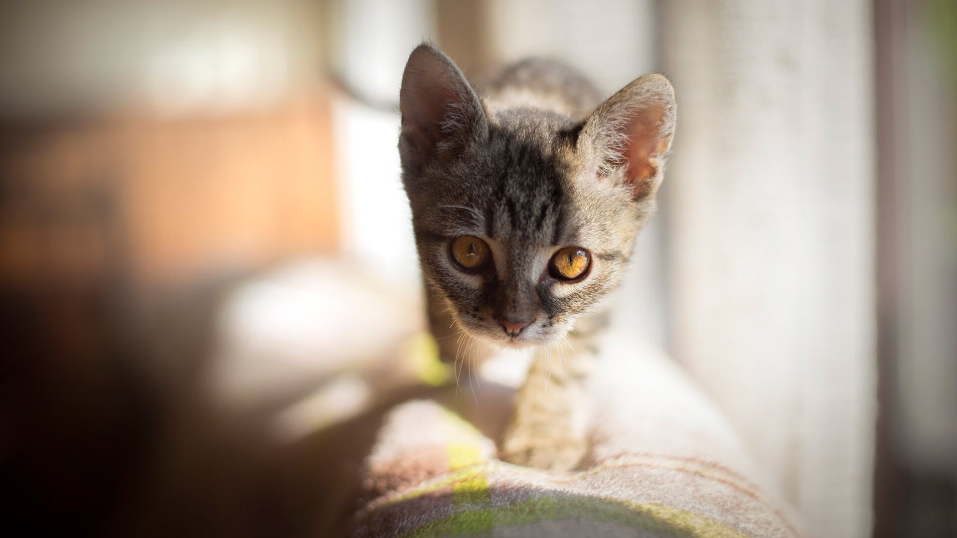 体育课程资源数字化建设与利用现状，体育课程资源开发利用