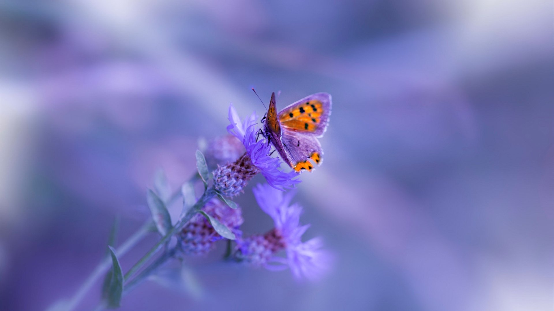 无球掩护后快速出手的三分战术分析，如何防守三分球