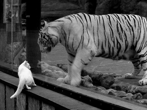 足球赛场新人崭露头角备受期待,足球入场表演