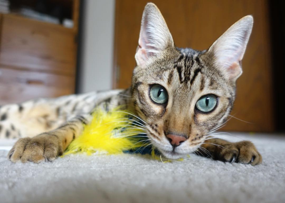 华体会app安装-体育新闻中心战术板块讲解，体育新闻平台