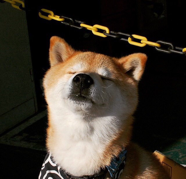 华体会hth官网-塞尔维亚女篮在欧洲锦标赛中展现霸气，夺取冠军荣耀，塞尔维亚女篮奥运表现