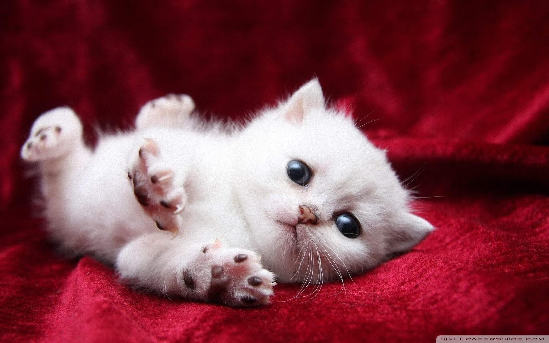 外援积极适应球队节奏语言和战术配合同步取得进展，比赛外援