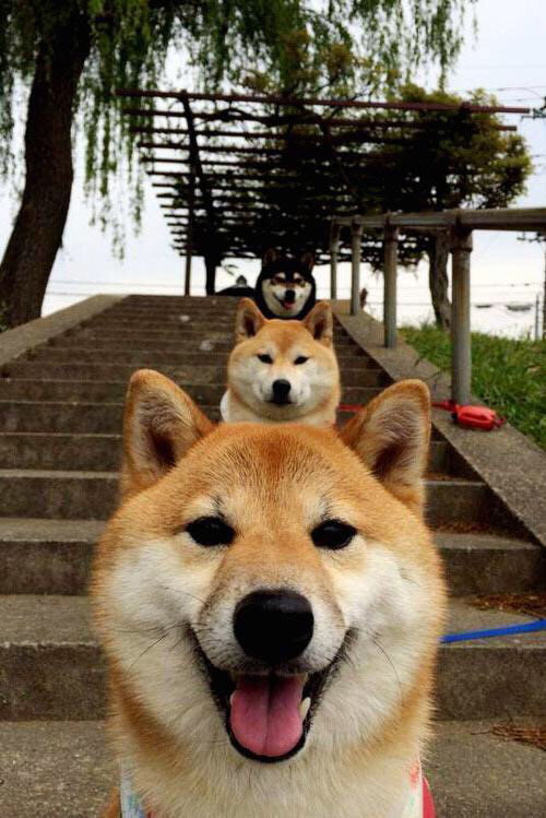 华体会hth娱乐平台-张雨霏赛事表现赢得赞誉，张雨霏 比赛