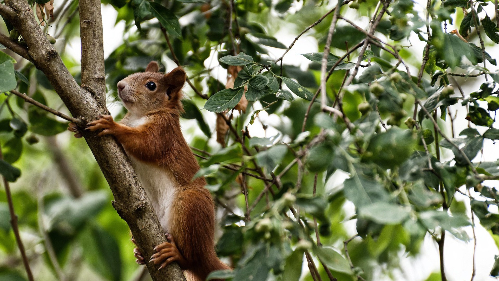 曹缘决赛表现超出预期，曹缘夺冠