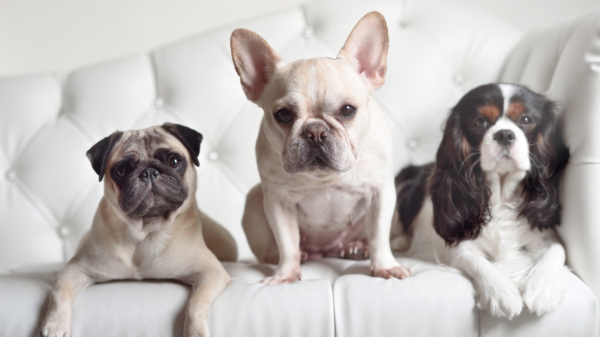 曼联中场组合渐入佳境备战升级,在曼联效力过的中场球员