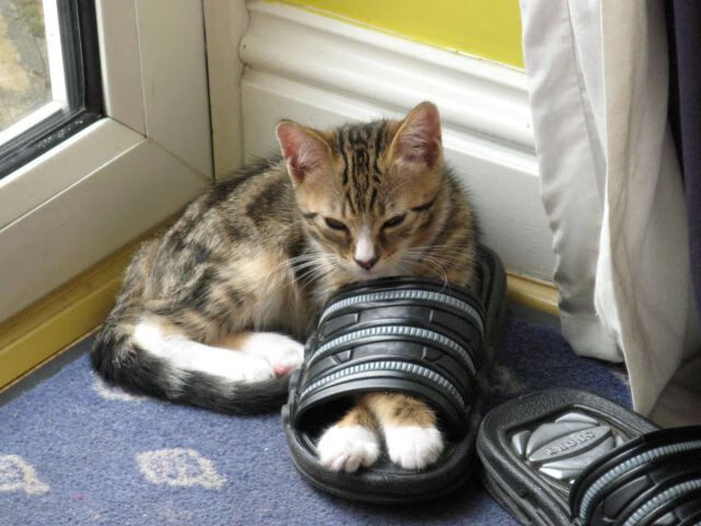 普里戈达：50蛙节奏控制堪称典范