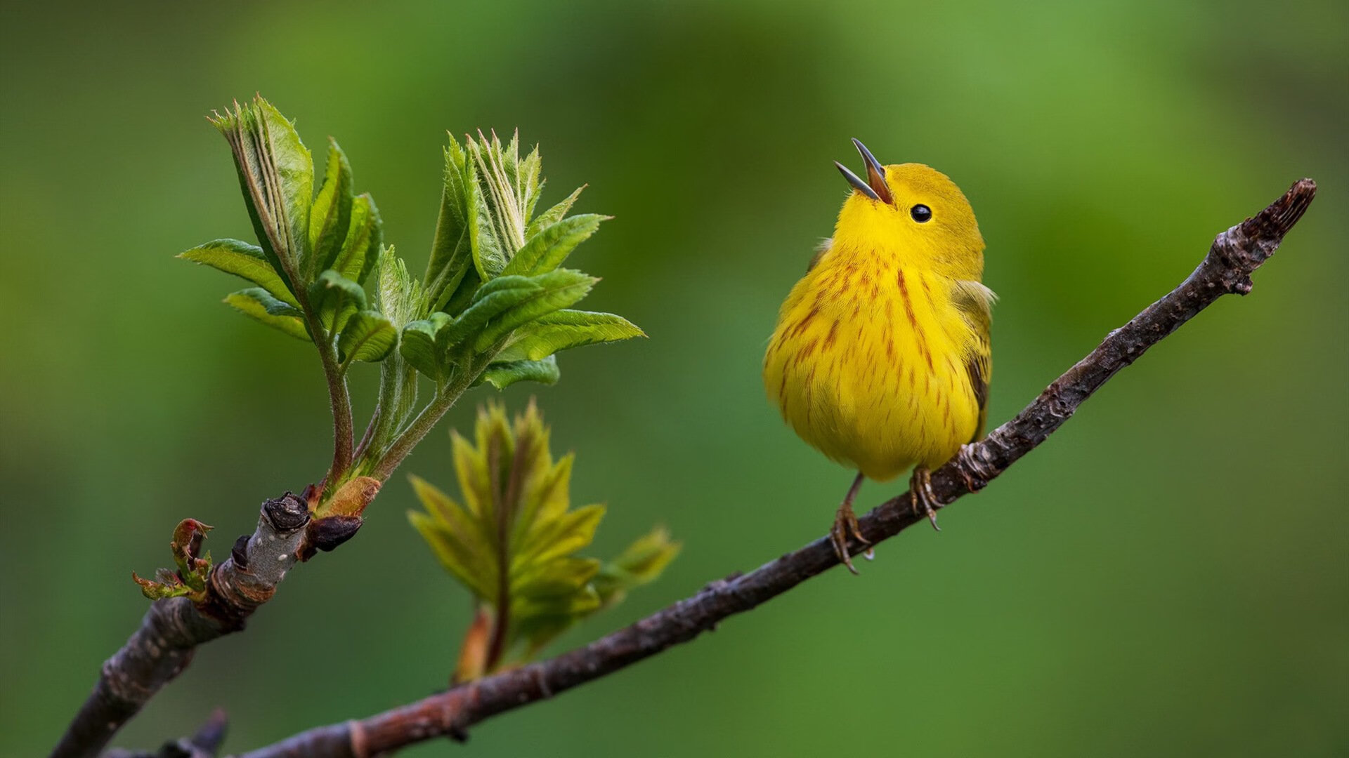 橄榄球训练引入人工智能技术，橄榄球素质训练