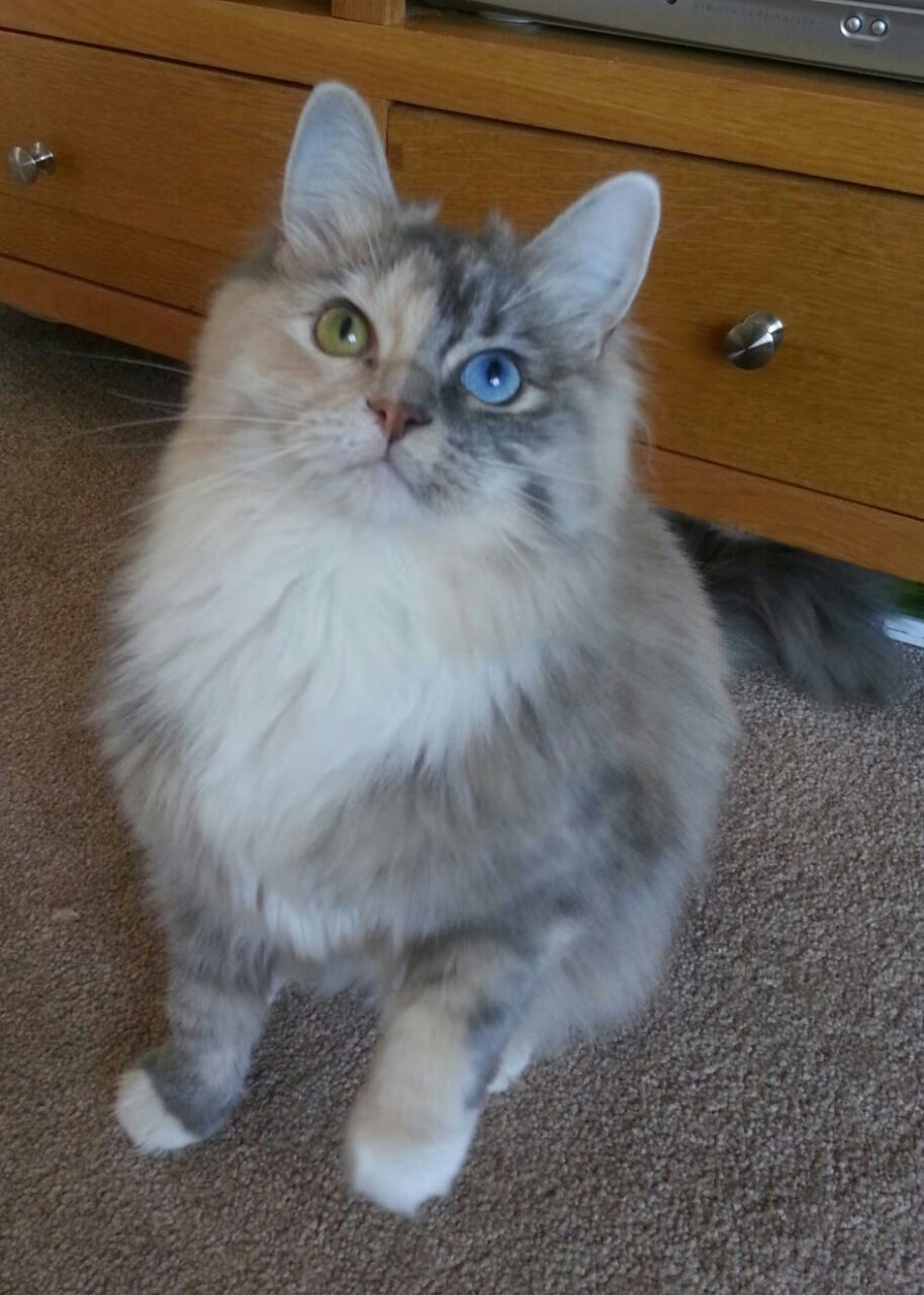 华体会登录入口-球队间谍门风波调查启动，赛场公平性受关注，足球间谍